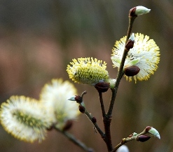 About Counselling. Pussy willow